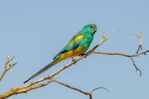 mulga loro en Australia foto