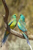 Mulga Parrot in Australia photo