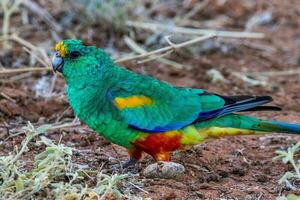 mulga loro en Australia foto