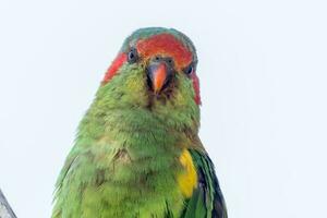 almizcle lorikeet en Australia foto