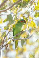 Musk Lorikeet in Australia photo