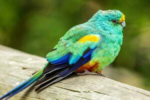 Mulga Parrot in Australia photo