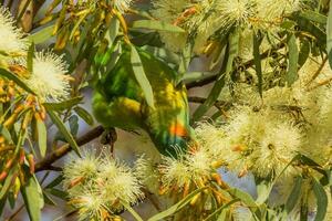 almizcle lorikeet en Australia foto