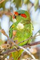 Musk Lorikeet in Australia photo