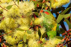 almizcle lorikeet en Australia foto