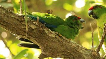 Norfolk Island Green Parrot photo