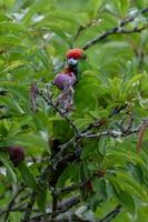 Norfolk Island Green Parrot photo