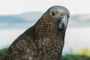 North Island Kaka Parrot photo