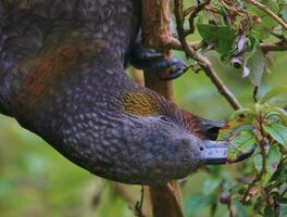 North Island Kaka Parrot photo