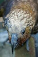 North Island Kaka Parrot photo