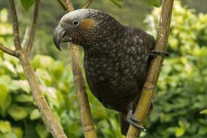 North Island Kaka Parrot photo