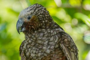 North Island Kaka Parrot photo