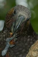 North Island Kaka Parrot photo