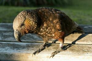 North Island Kaka Parrot photo