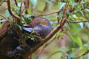 North Island Kaka Parrot photo