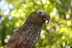 North Island Kaka Parrot photo