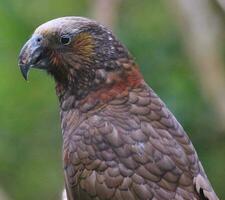 North Island Kaka Parrot photo