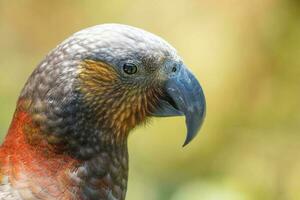 North Island Kaka Parrot photo