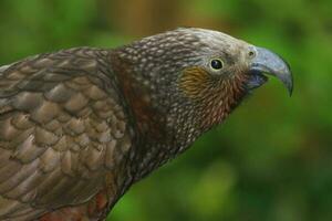 North Island Kaka Parrot photo