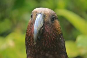 North Island Kaka Parrot photo