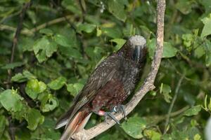 North Island Kaka Parrot photo