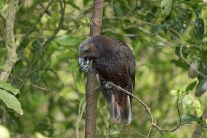 North Island Kaka Parrot photo