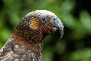 North Island Kaka Parrot photo