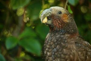 North Island Kaka Parrot photo