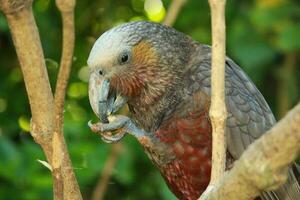 North Island Kaka Parrot photo