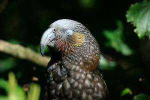 North Island Kaka Parrot photo