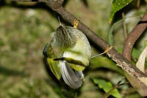 North Island Rifleman photo