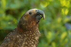 North Island Kaka Parrot photo