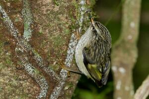 North Island Rifleman photo