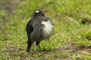 North Island Robin of New Zealand photo