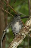 North Island Robin of New Zealand photo