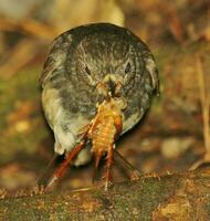 North Island Robin of New Zealand photo