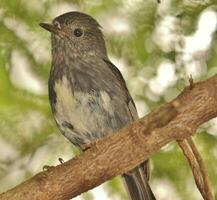 North Island Robin of New Zealand photo