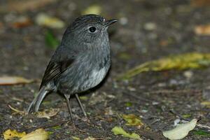 North Island Robin of New Zealand photo