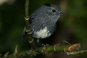 North Island Robin of New Zealand photo