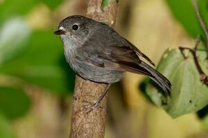 North Island Robin of New Zealand photo