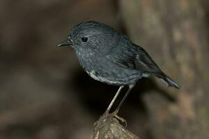 North Island Robin of New Zealand photo