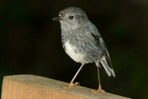 North Island Robin of New Zealand photo