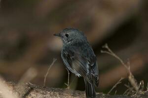 North Island Robin of New Zealand photo