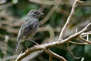 North Island Robin of New Zealand photo