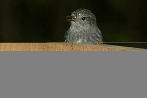 North Island Robin of New Zealand photo