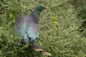 Kereru nuevo Zelanda Paloma foto