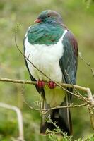 Kereru New Zealand Pigeon photo