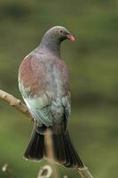 Kereru nuevo Zelanda Paloma foto