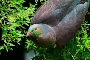 Kereru New Zealand Pigeon photo