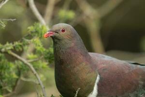 Kereru New Zealand Pigeon photo
